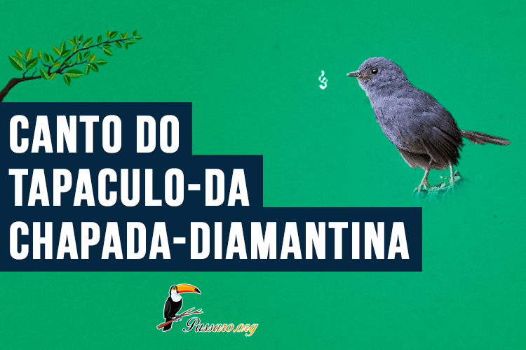 canto do Tapaculo-da-chapada-diamantina