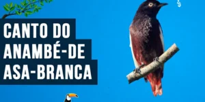 canto do anambe-de-asa-branca