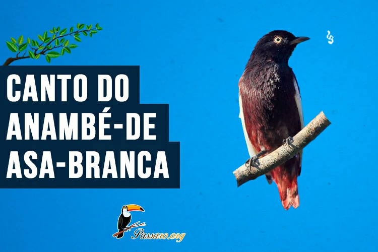 canto do anambe-de-asa-branca