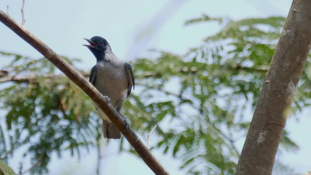 canto do anambe-de-cara-preta