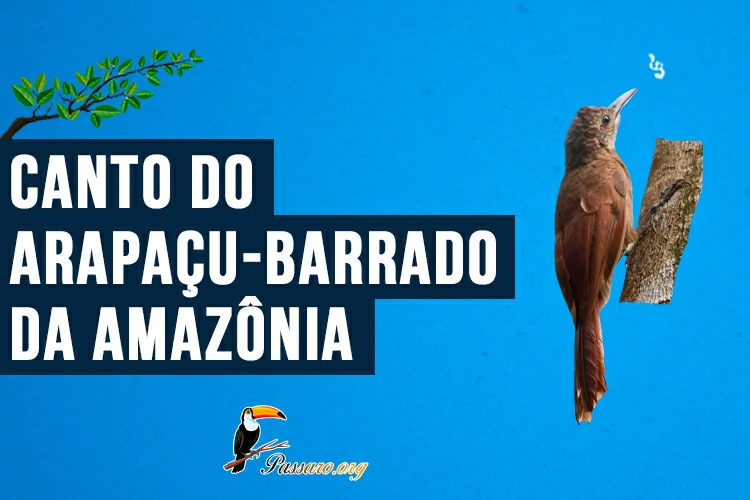 canto do arapacu-barrado da amazonia