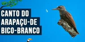 canto do arapacu-de-bico-branco