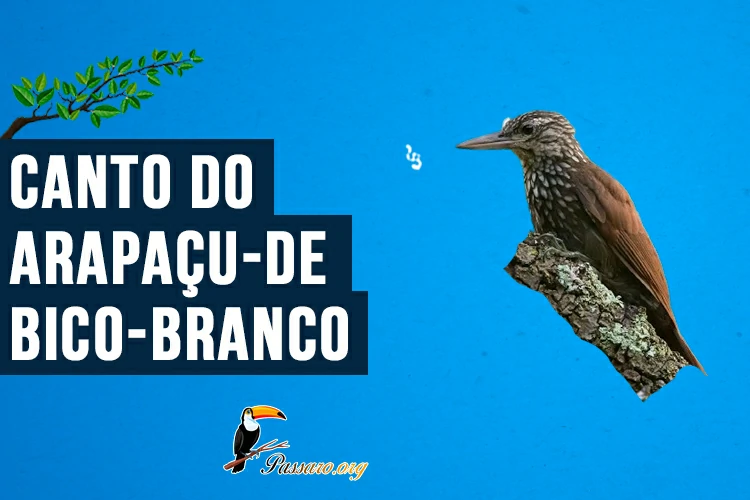 canto do arapacu-de-bico-branco