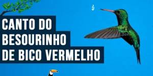 canto do besourinho de bico vermelho