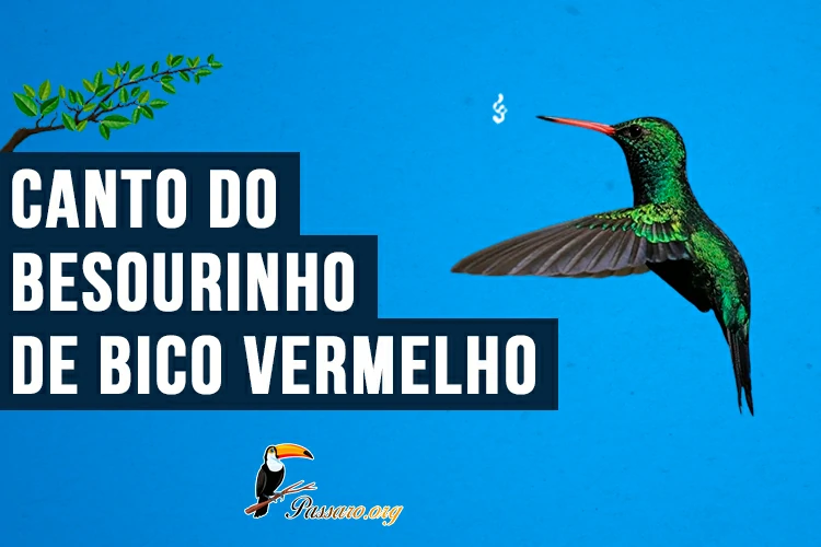 canto do besourinho de bico vermelho