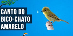 canto do bico-chato-amarelo