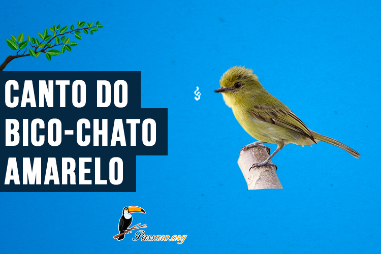 canto do bico-chato-amarelo