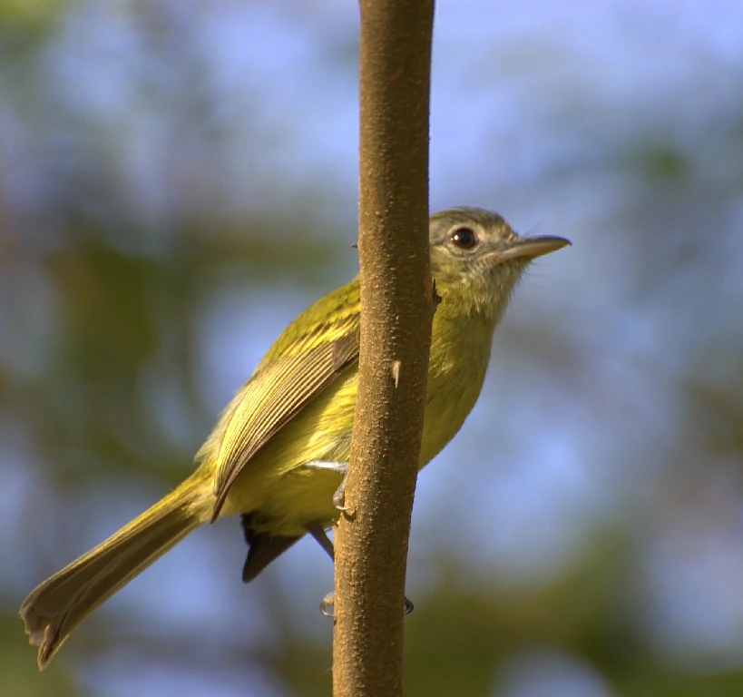 canto do bico-chato-amarelo