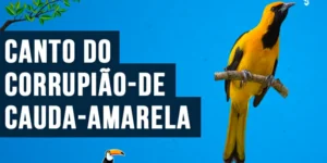 canto do corrupiao-de-cauda-amarela