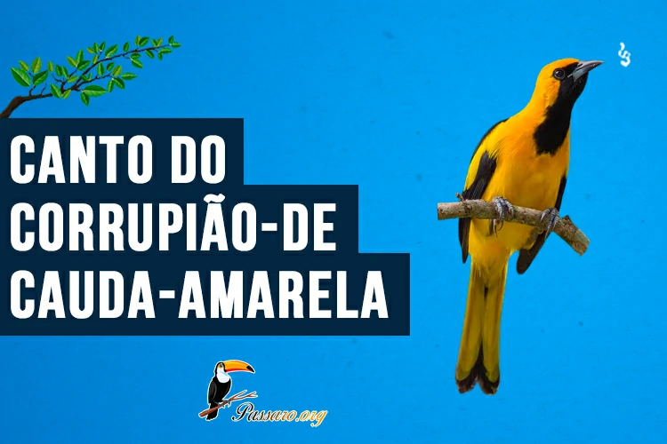 canto do corrupiao-de-cauda-amarela