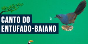 canto do entufado-baiano