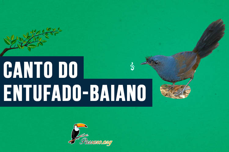 canto do entufado-baiano