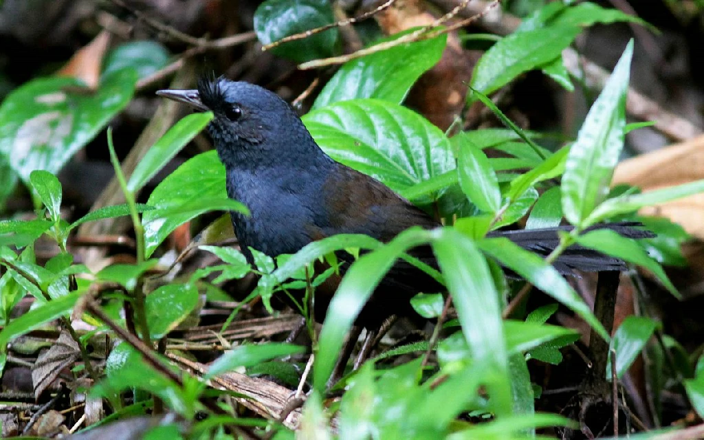 canto do entufado-baiano