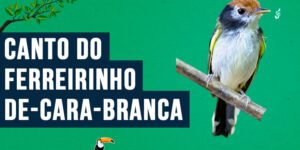 canto do ferreirinho-de-cara-branca