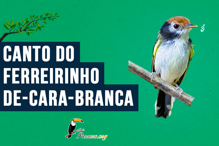 canto do ferreirinho-de-cara-branca