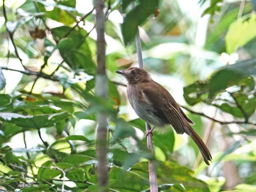 canto do flautim-pardo