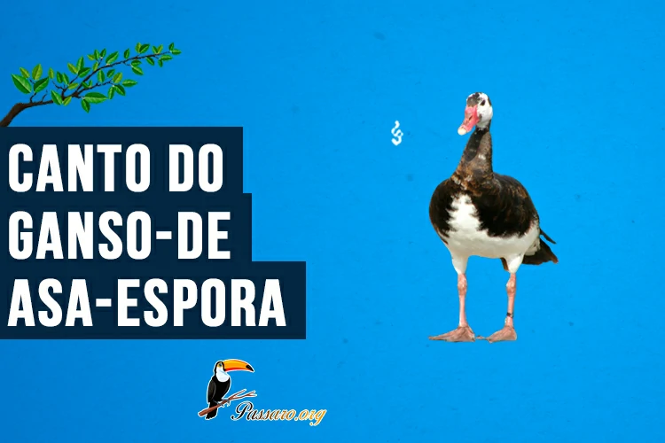 canto do ganso-de-asa-espora