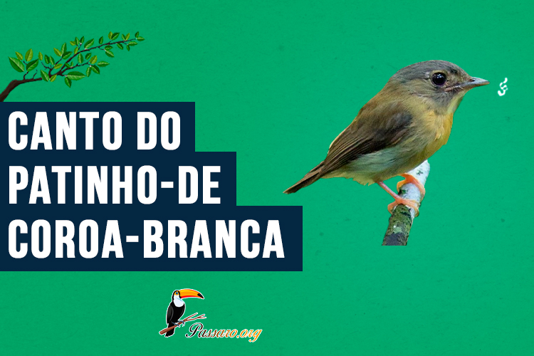 canto do patinho-de-coroa-branca