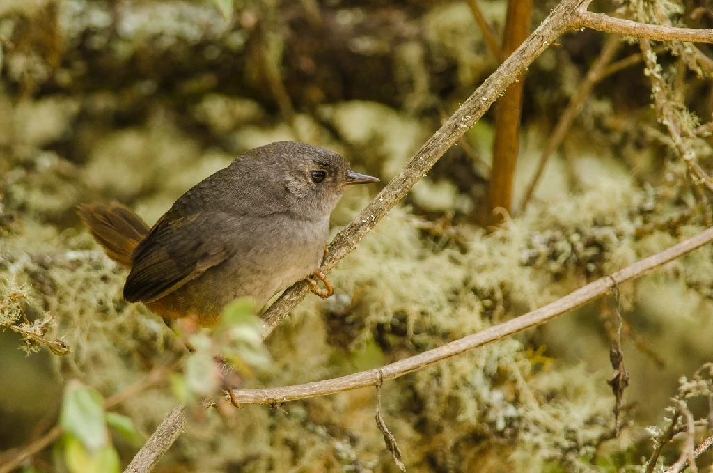 canto do tapaculo-da-chapada-diamantina