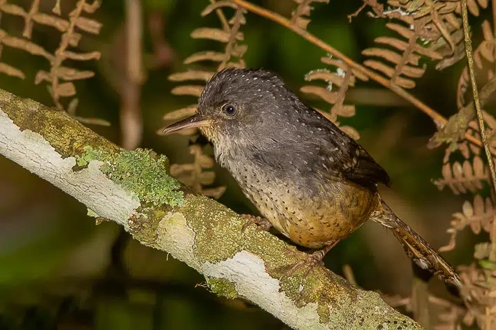 canto do tapaculo-pintado