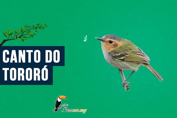 canto do tororo