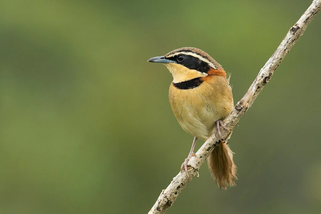 caracteridticas do meia-lua-do-cerrado