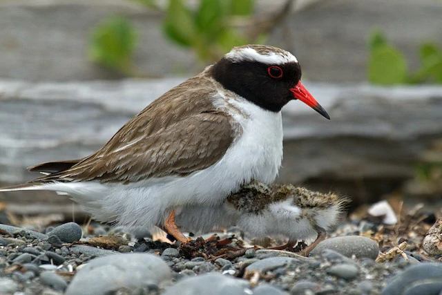 características da batuíra-costeira