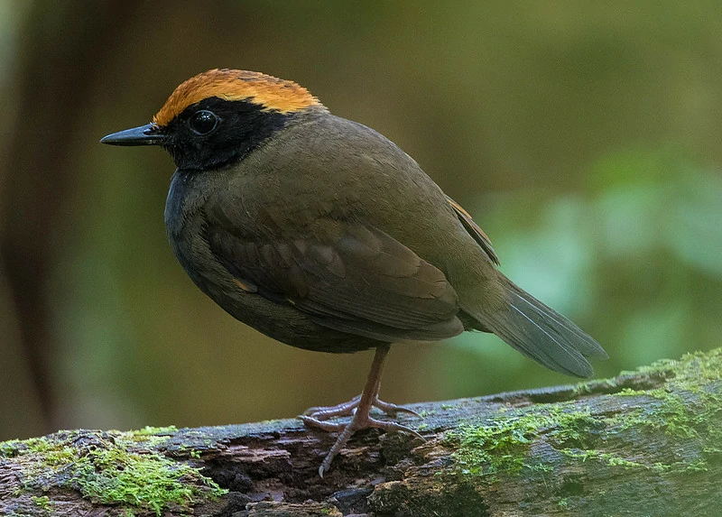 caracteristicas da galinha-do-mato