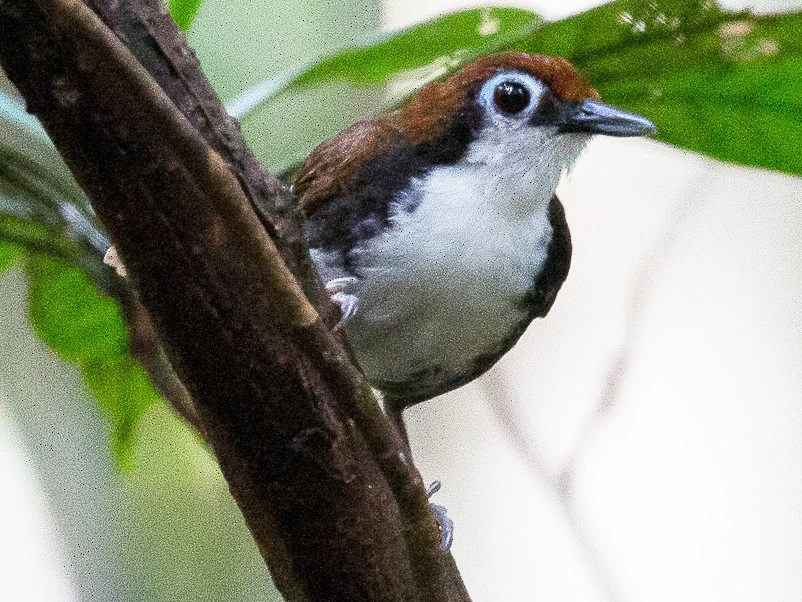 características da mae-de-taoca-bochechuda