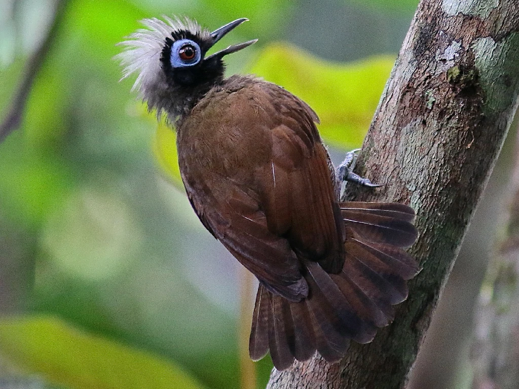 caracteristicas da mae-de-taoca-cabecuda