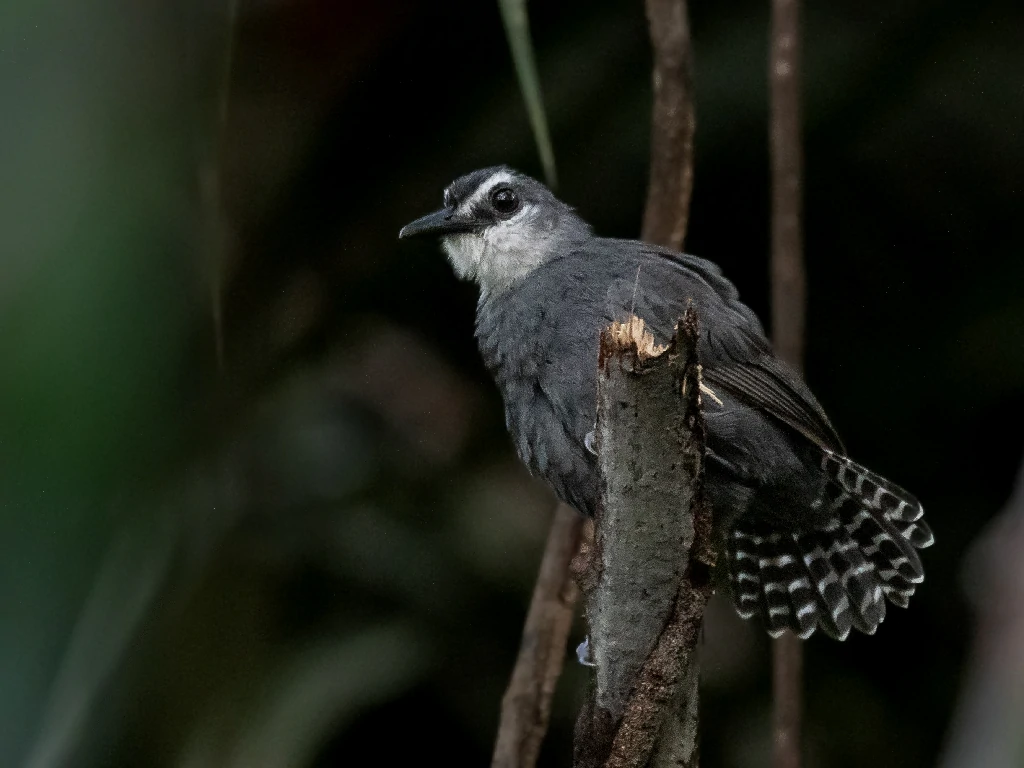 características da mae-de-taoca-de-cauda-barrada