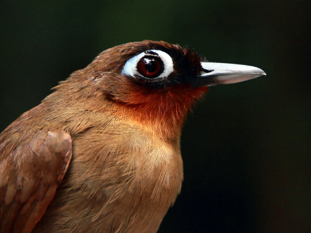 características da mae-de-taoca-de-garganta-vermelha