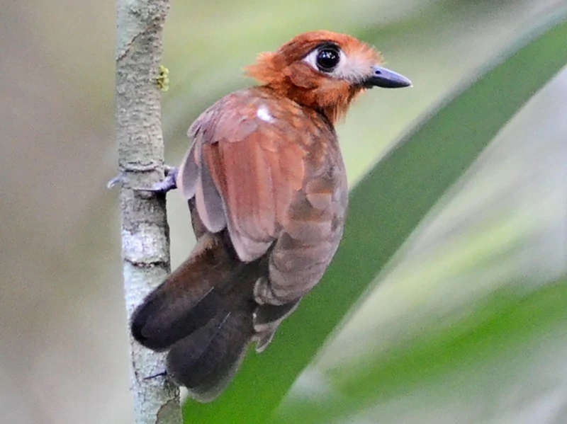 características da mae-de-taoca-dourada