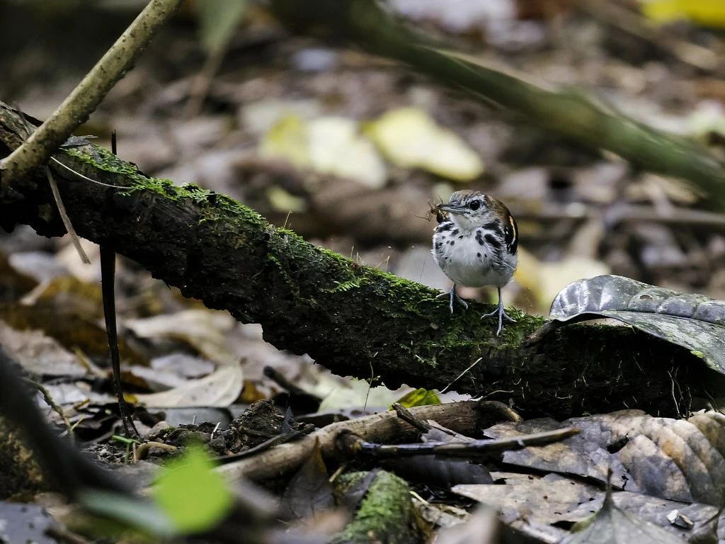 caracteristicas da tovaquinha