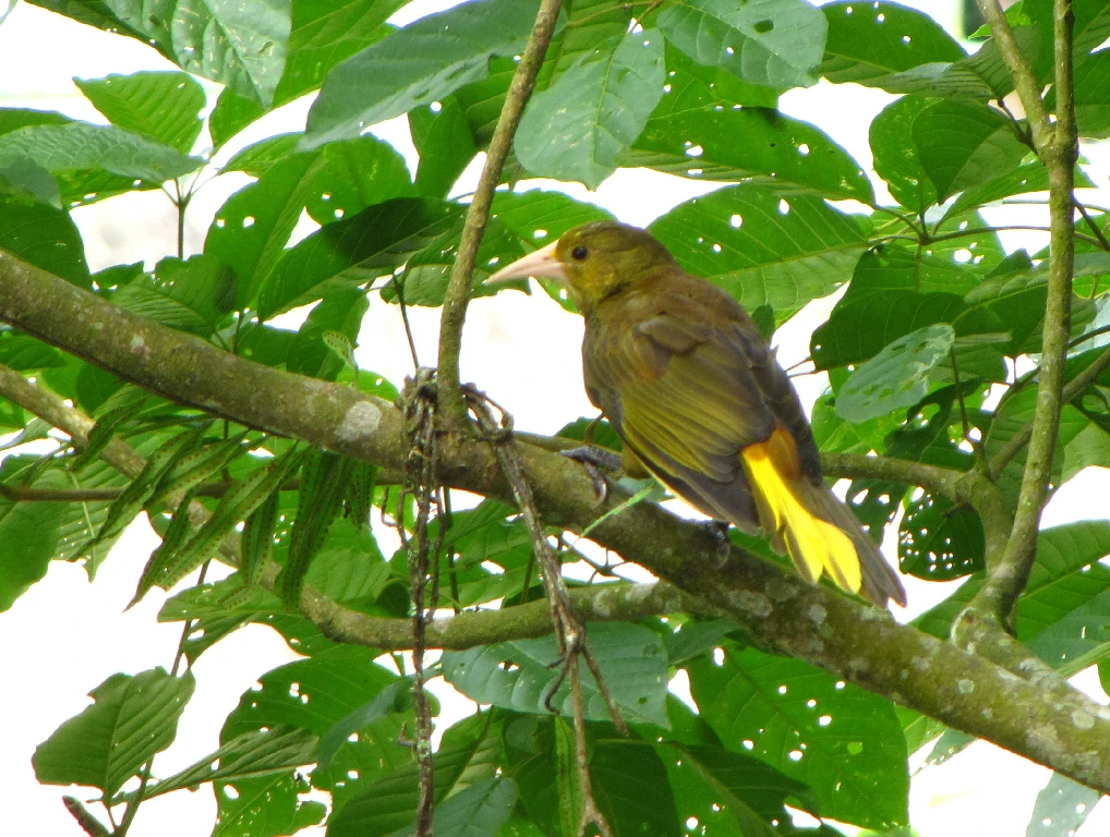 caracteristicas do Japu-pardo