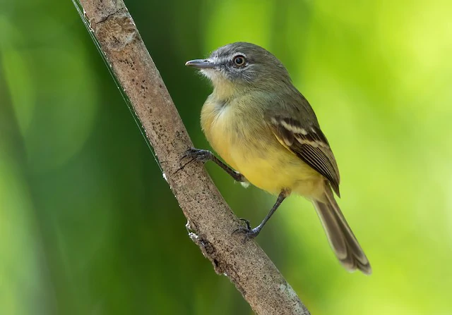 caracteristicas do amarelinho-da-amazonia