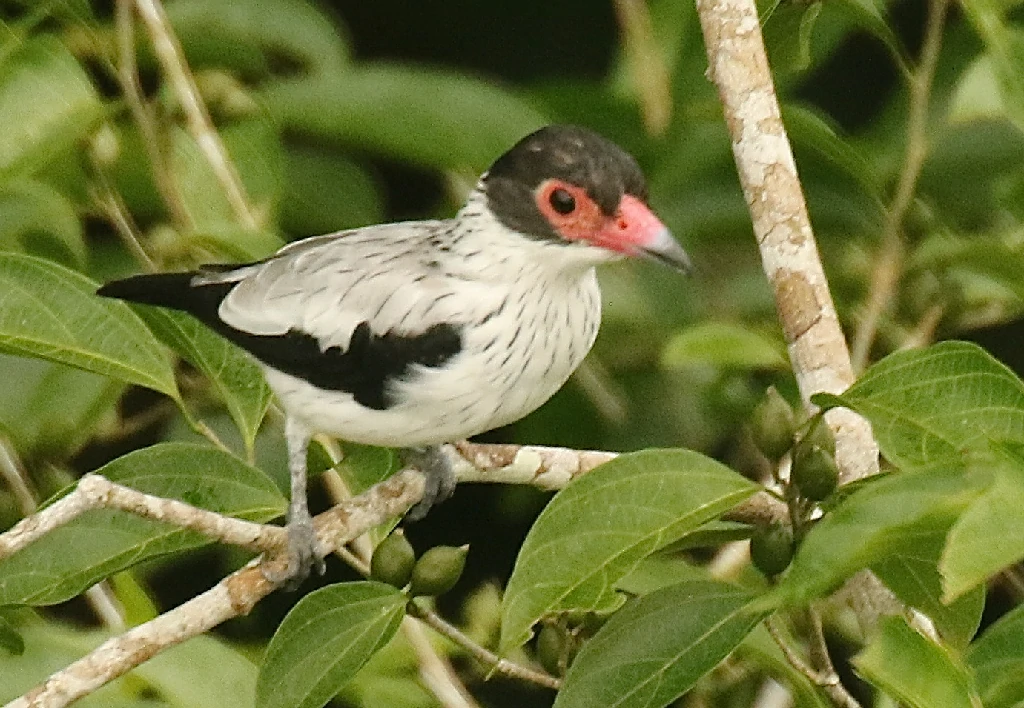 caracteristicas do anambe-branco-de-rabo-preto