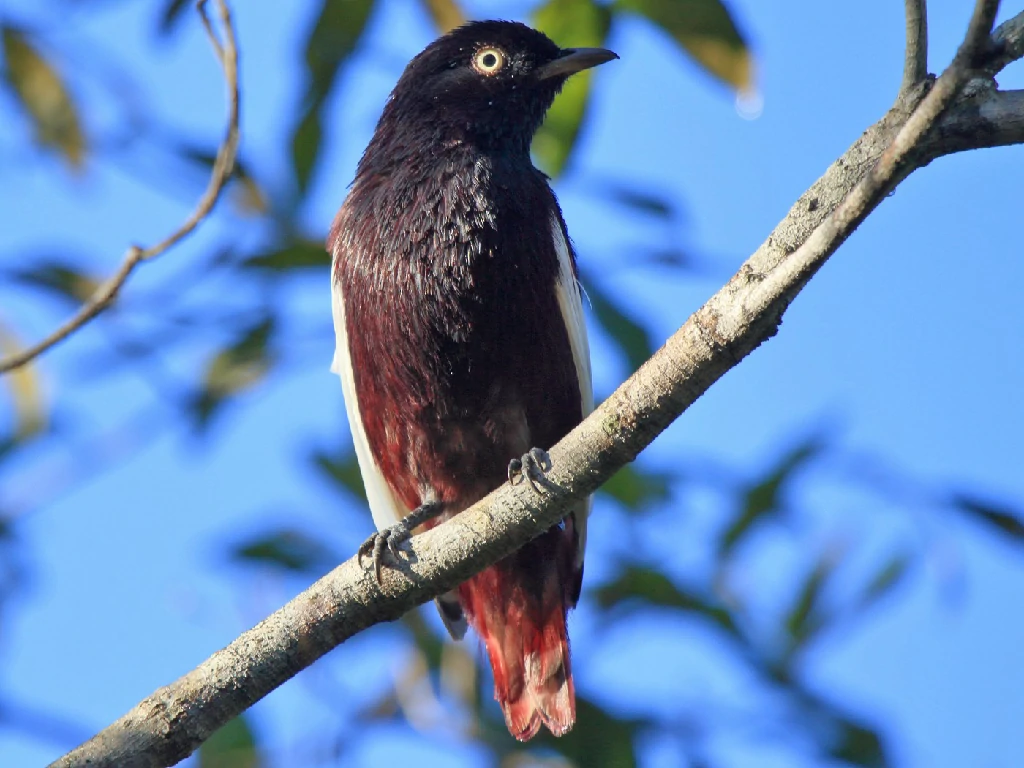 características do anambe-de-asa-branca