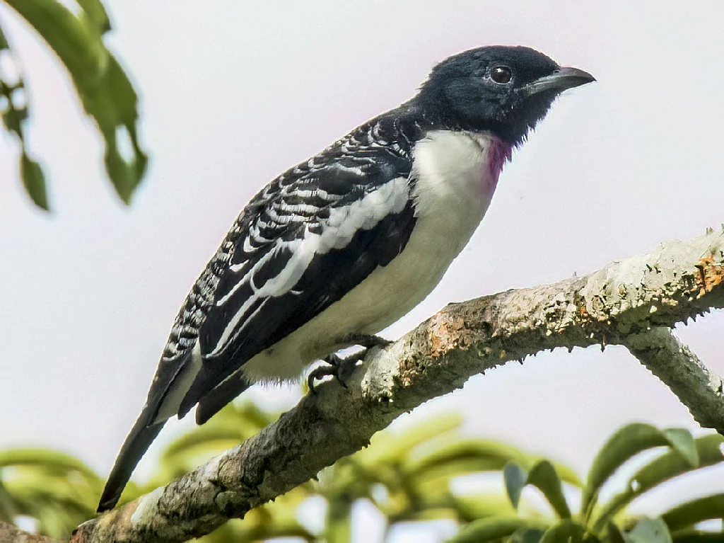 caracteristicas do anambe-de-garganta-encarnada