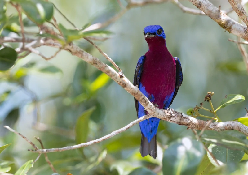 caracteristicas do anambe-de-peito-roxo