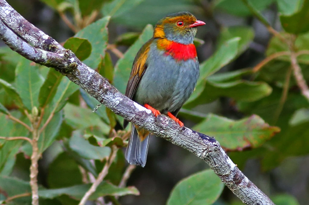 caracteristicas do anambe-de-whitely