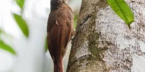 características do arapacu-barrado da amazonia