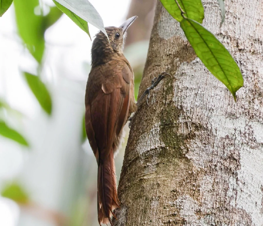 características do arapacu-barrado da amazonia