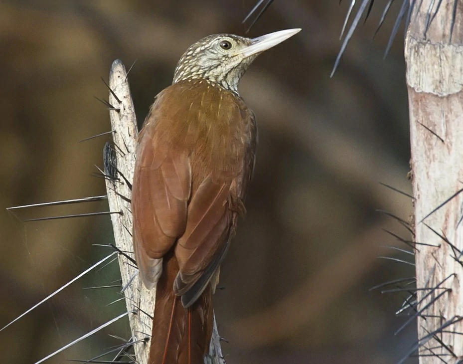 características do arapacu-de-bico-branco