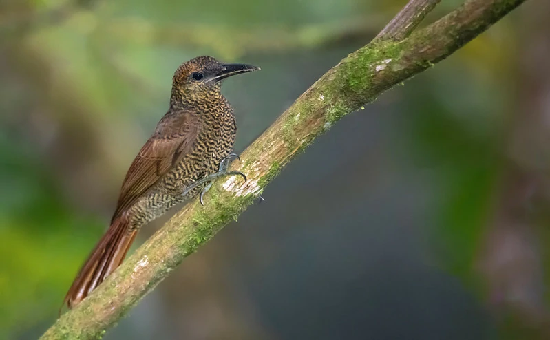 características do arapacu-marrom