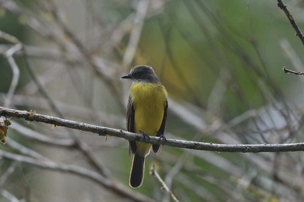 caracteristicas do bem-te-vi-barulhento