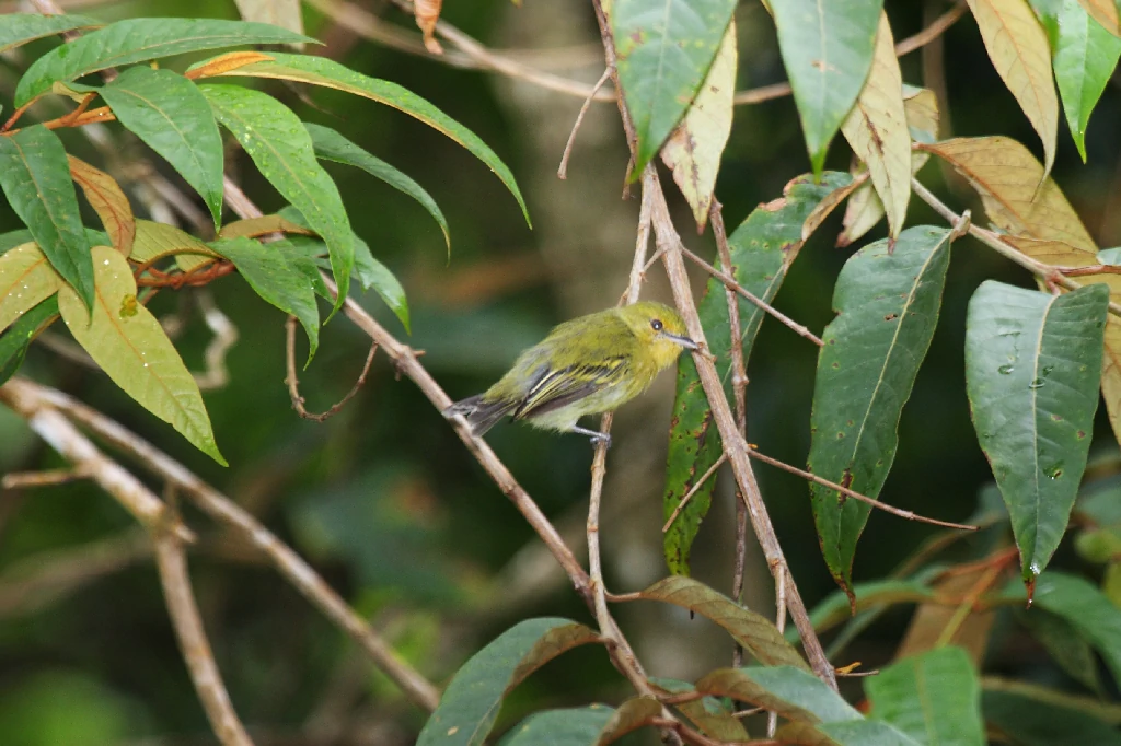 caracteristicas do bico-chato-amarelo