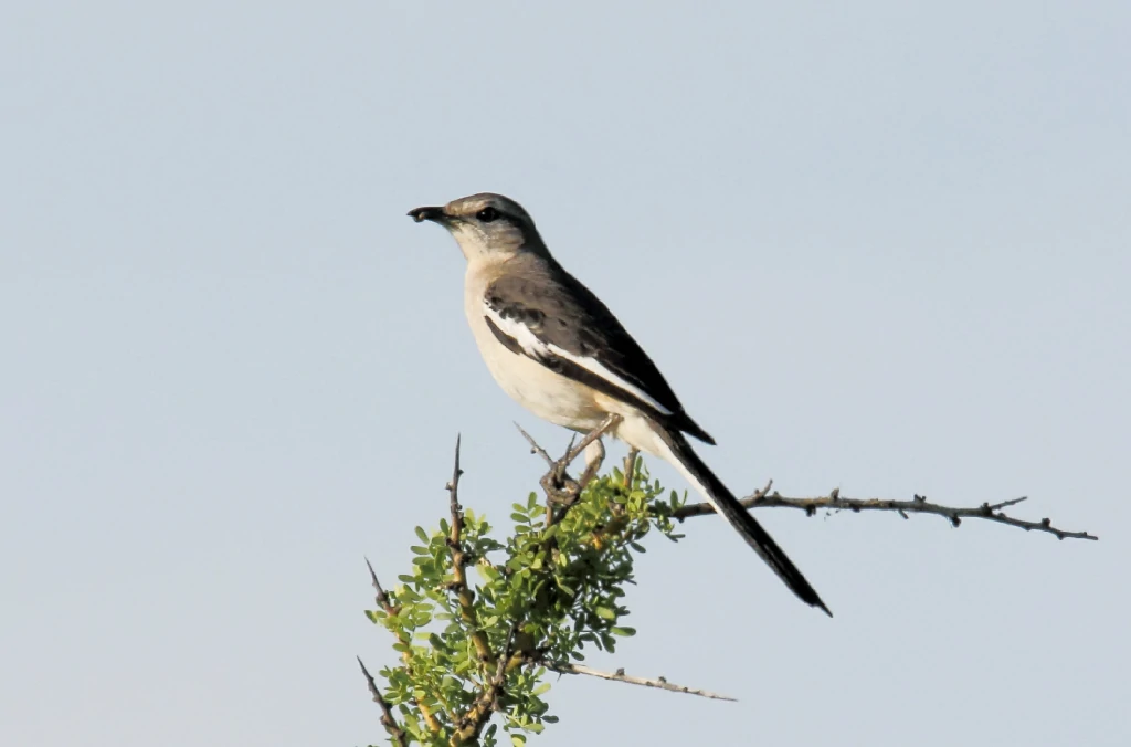 caracteristicas do calhandra-de-tres-rabos