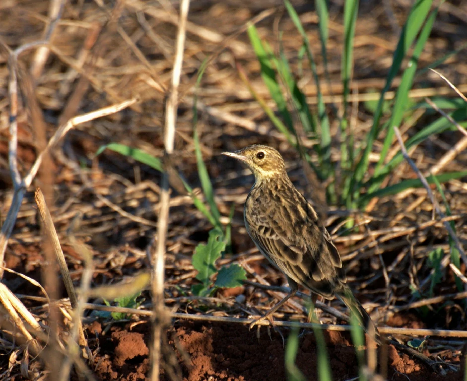 caracteristicas do caminheiro-zumbidor