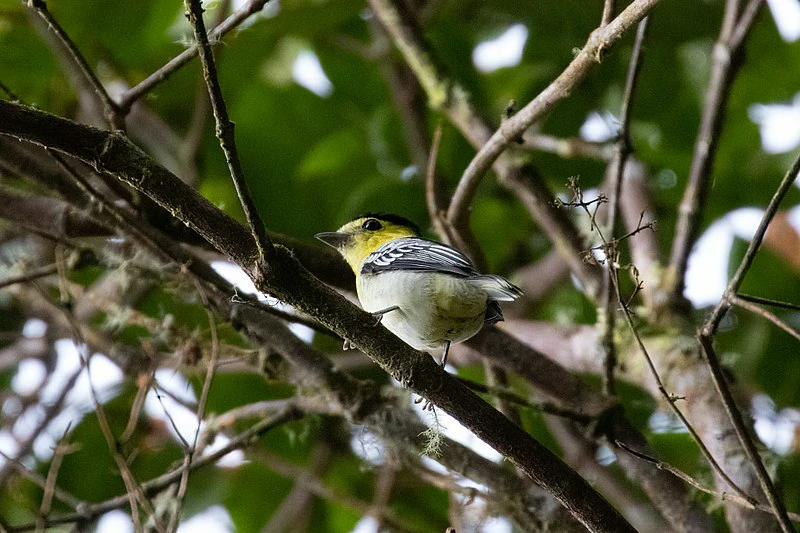 caracteristicas do caneleiro-verde